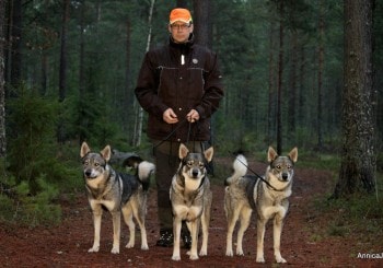 Fredrik på Älgripans hundcenter tillsammans med några hundar.